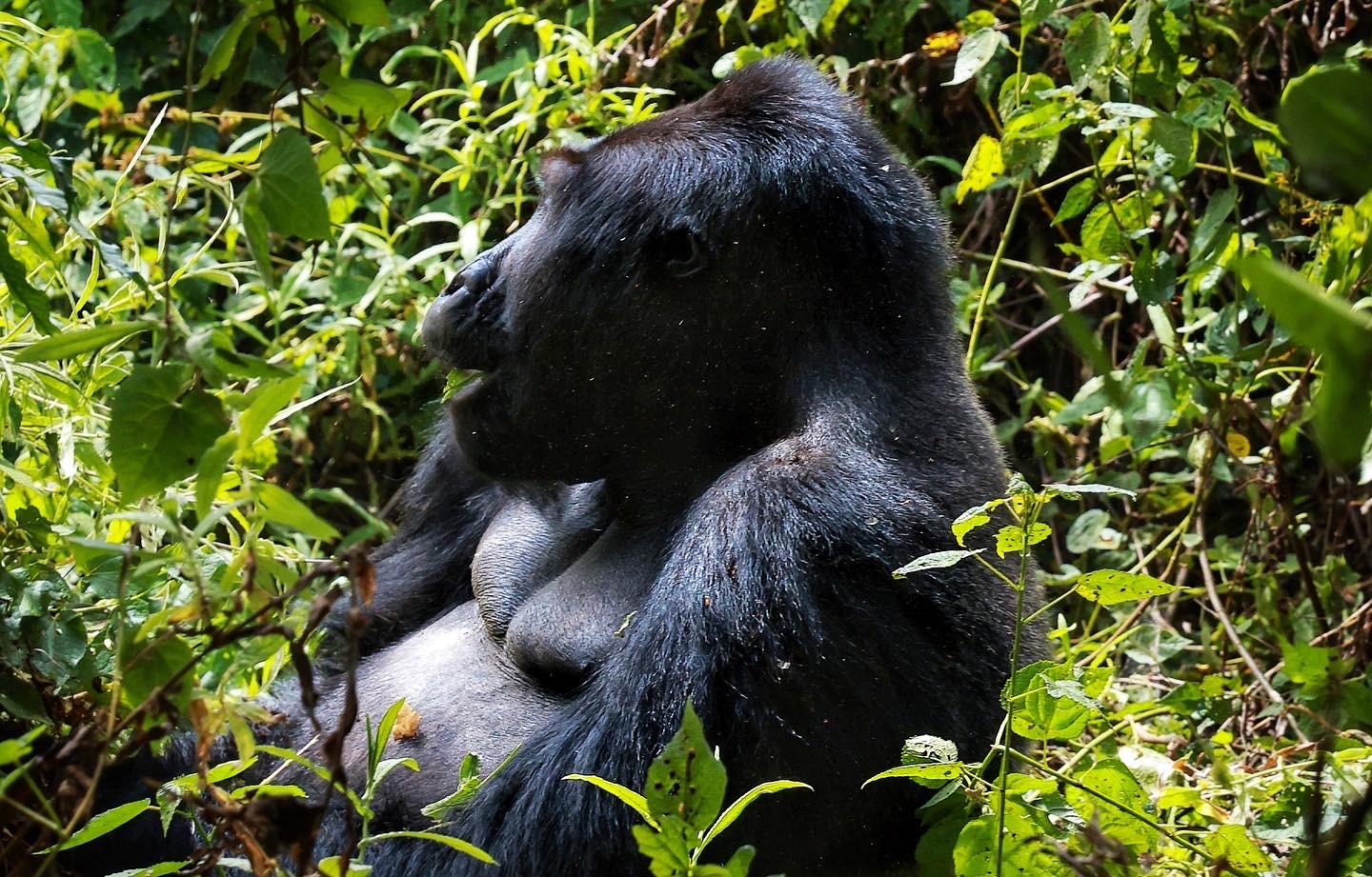 A gorilla in dense green forest